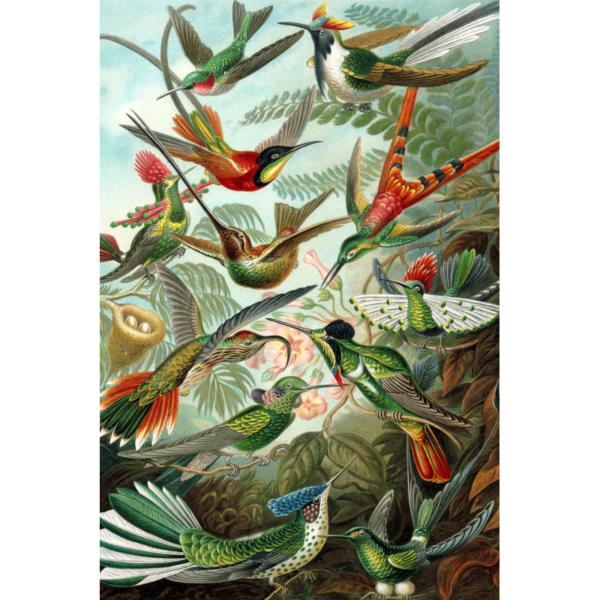 kolibries wanddecoratie