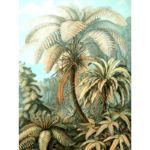 palmboom botanisch schilderij poster