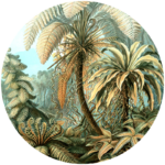 muurcirkel palmboom botanisch