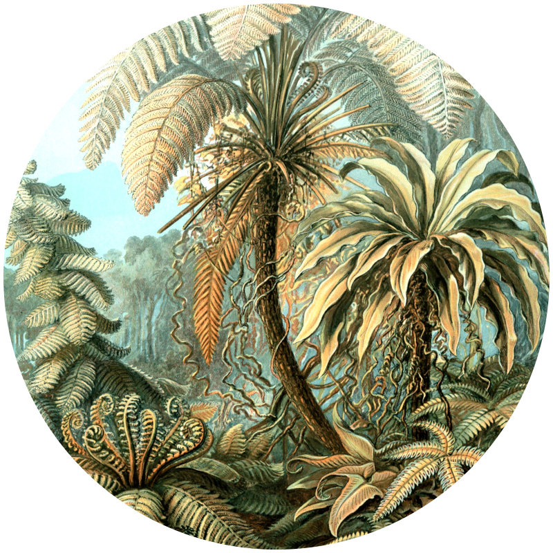 muurcirkel palmboom botanisch