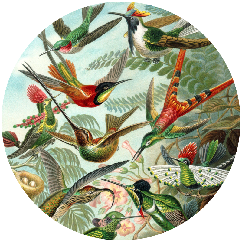 muurcirkel kolibries