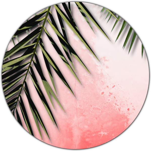 cirkel muurcirkel roze bladeren palm groen