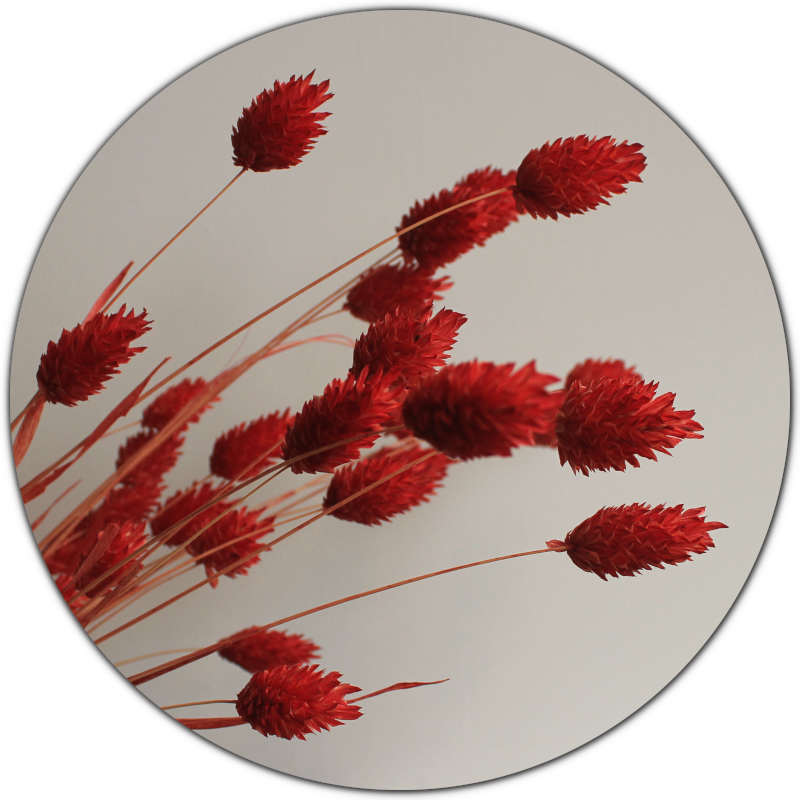 muurcirkel rood gras droogbloemen